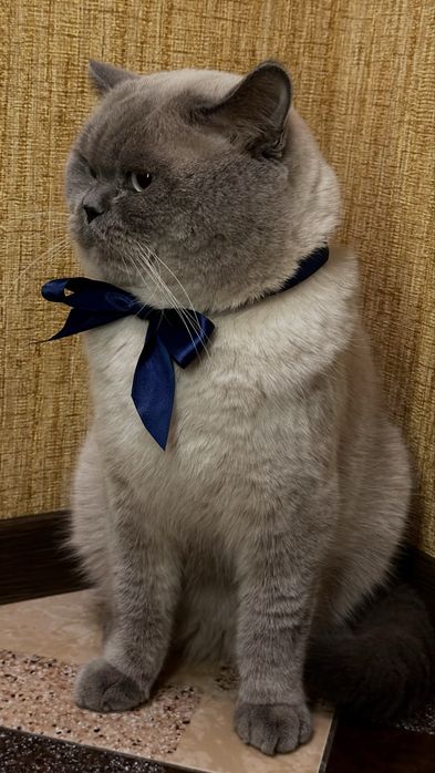 В’язка кота шотландця прямовухого (окрас блю-поінт)