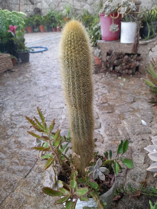 Catos e suculentas