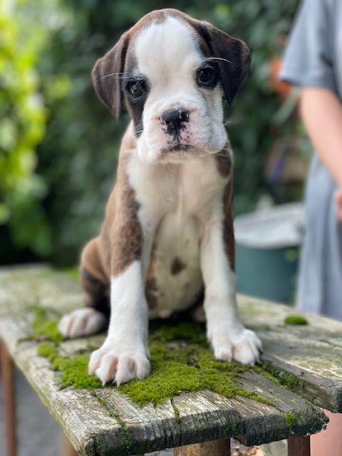 Боксер. Тигрова дівченка.