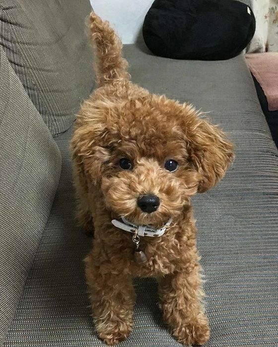 Мальтипу Ф1 Ф2