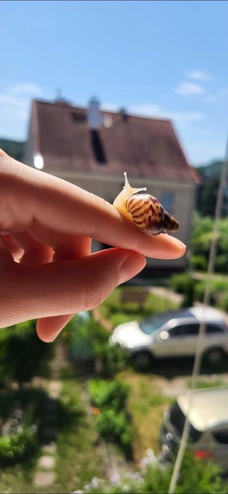 Ślimak Achatina reticulata