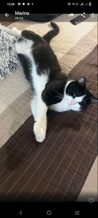 Котик в добрі руки 9 місяців