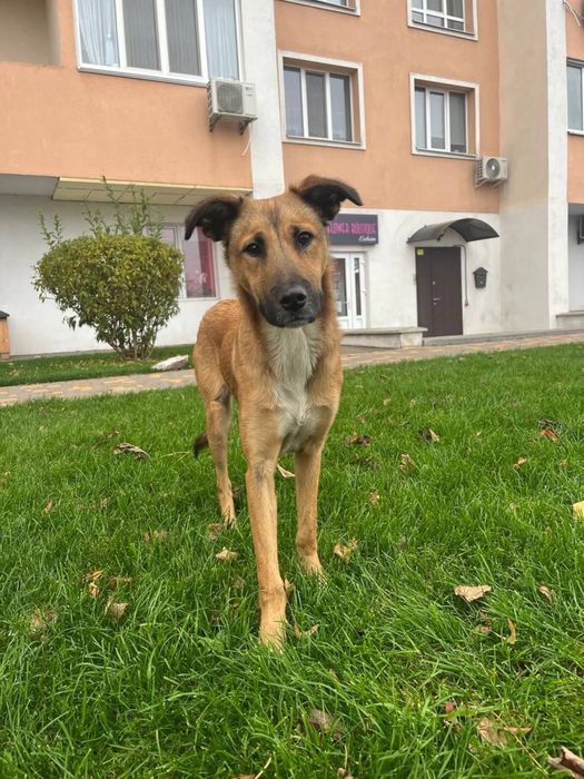 Цуценя шукає родину