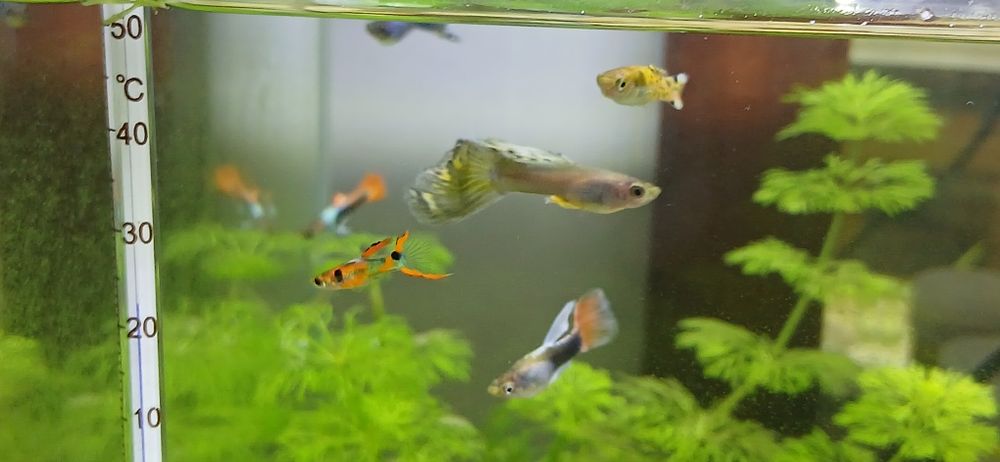 URGENTE (Guppys machos, Fêmeas e Alevinos)
