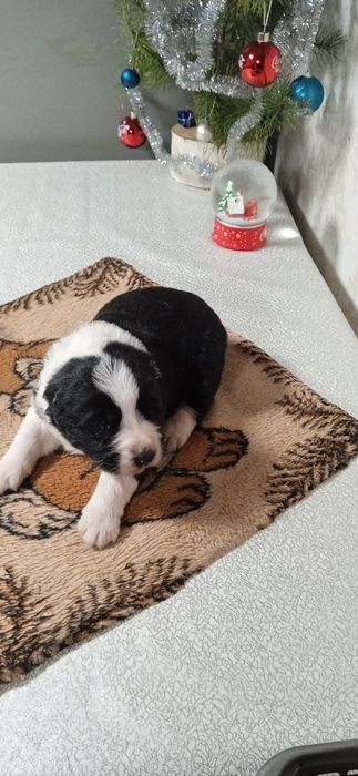 Цуценята алабай САО