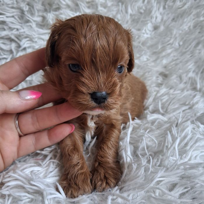 CUDACZKI ! !  CAVAPOO sunia  i piesek  !