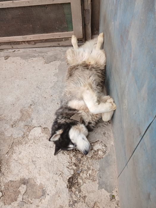 Маламут в хорошие руки