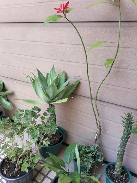 5 vasos de plantas