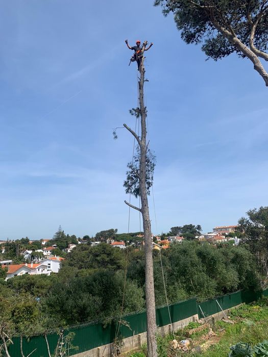 Poda e corte de arvores - TREE SERVICES