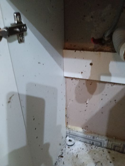 DEZYNSEKCJA  pluskwy karaluchy