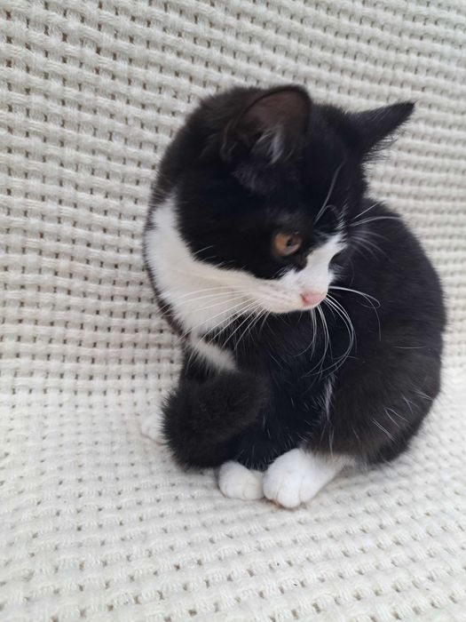 Котята пушистые красивые мальчики