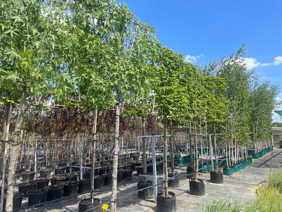 Palmet-Ekran -Grab-Ambrowiec-Grusza-Laurowiśnia Cena 1550 zł