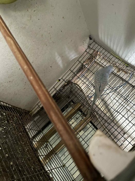 Vendo 3 periquitos ingleses