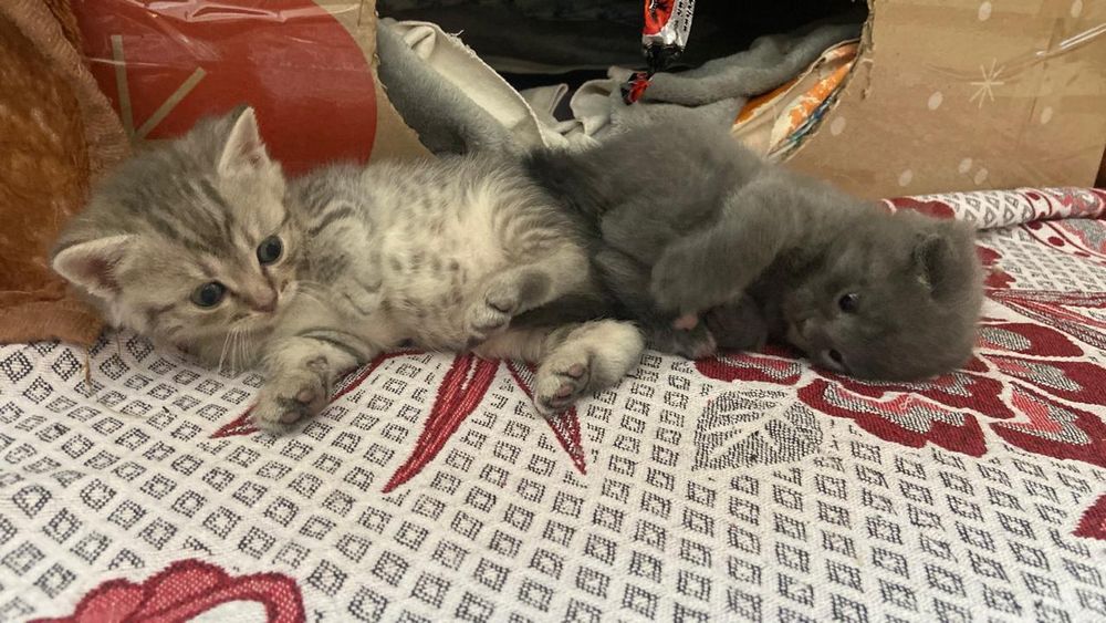 Продаються кошенята