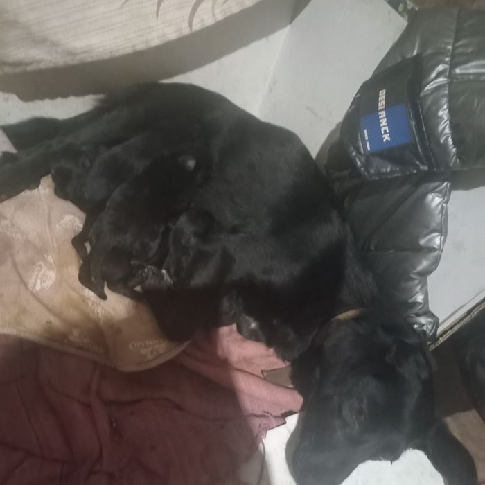 Отдам щенков  безплатно