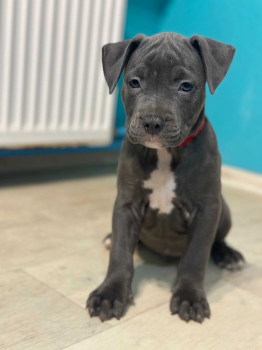 Цуценя хлопчик кобель Амстаффа АСТ американський стаффорд