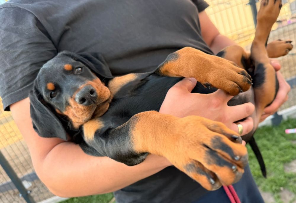 Doberman z klasą – przepiękna czarna dziewczynka gotowa do odbioru