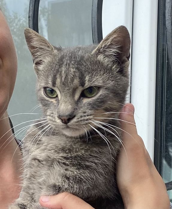 Молодий котик у добрі ручки