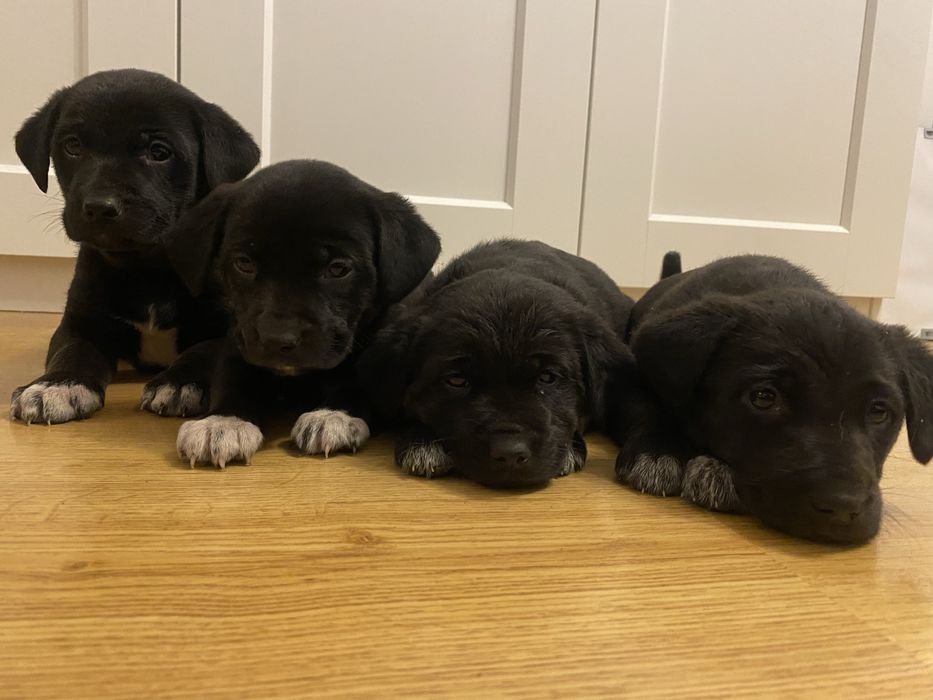 Szczeniaki w typie labradora