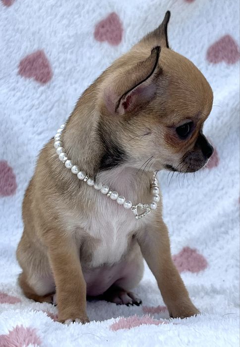 Chihuahua femea Pelo Curto