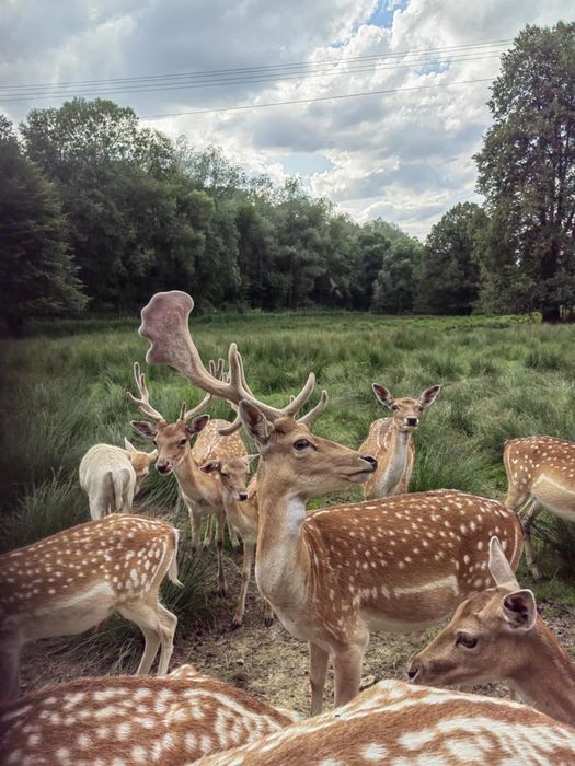 Daniele byki porcelana
