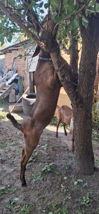 Англо-Нубійські кози