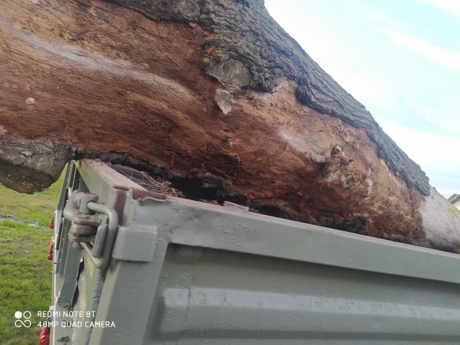 Sprzedam dęba długość 6,5 m