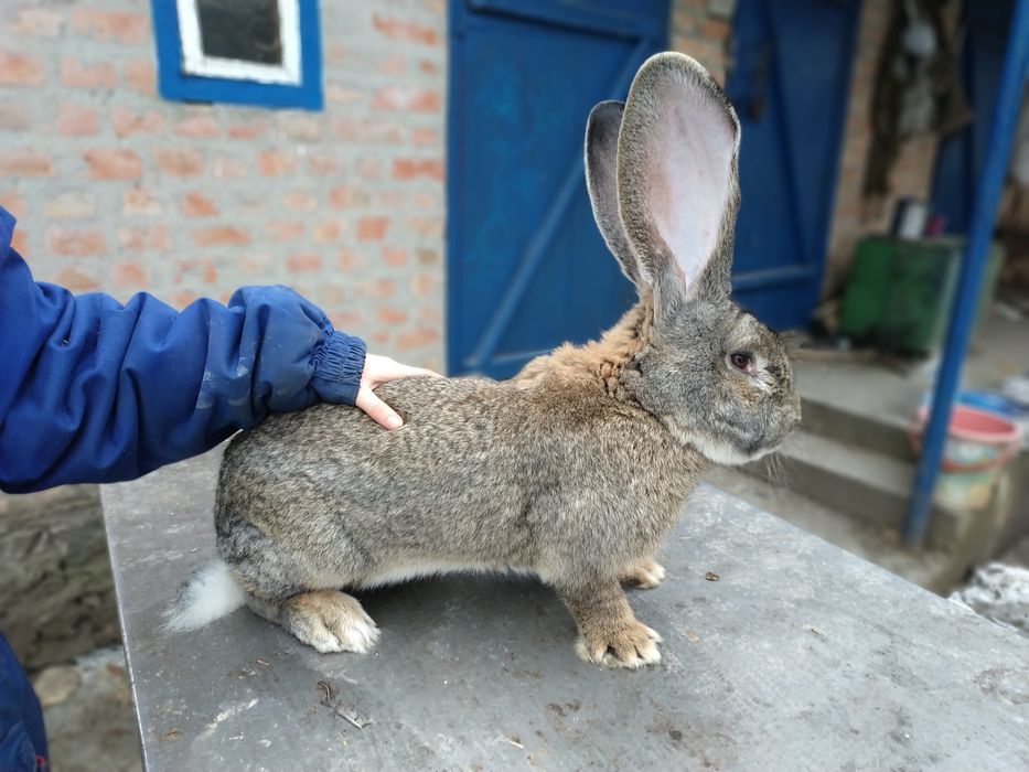 Продам Самок  Бельгийский Великан