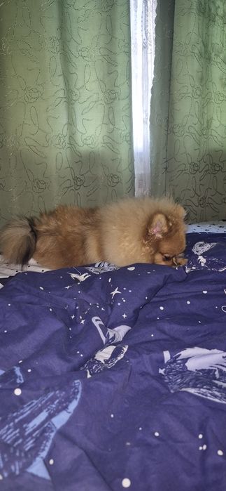 Продаётся щенок шпиц