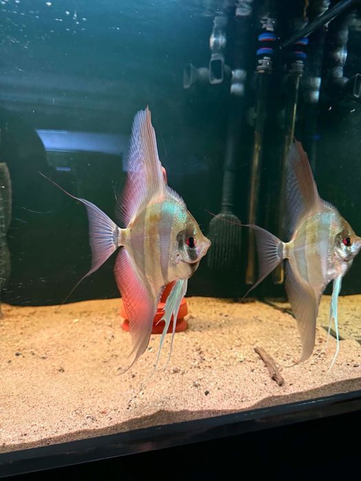 Pterophyllum Altum Orinoco