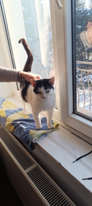 Spokojna kotka pilnie szuka domu!