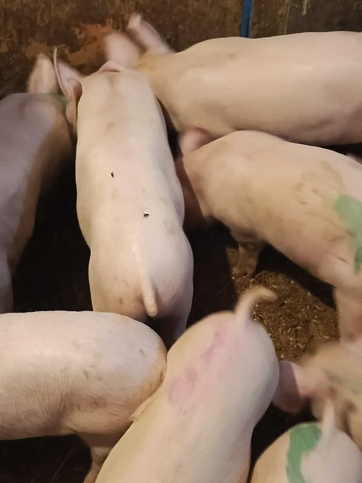поросятка мясної породи