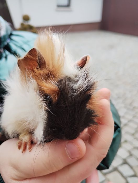 Świnki morskie długowłose rozetki 5 tygodni