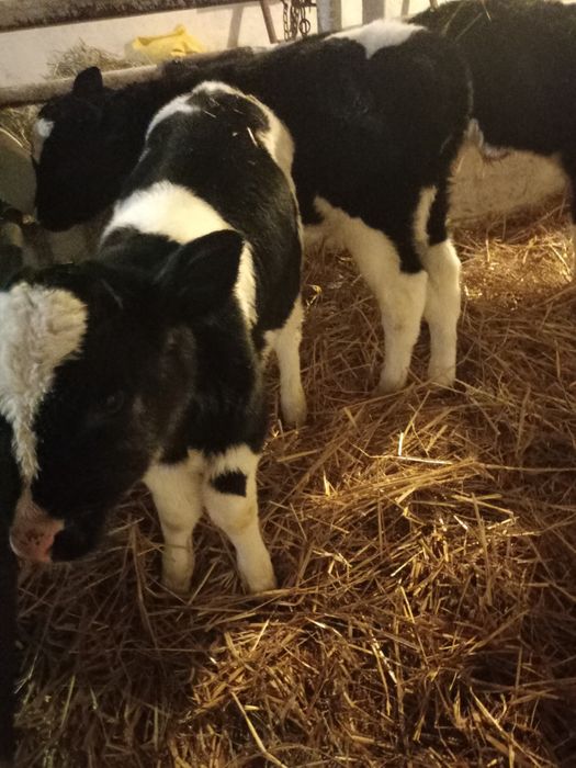 Byki cielaki 1,5 miesiąca