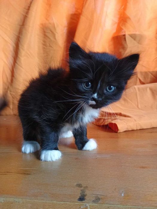 Віддам у добрі руки: чорно-білі кошенята-дівчатка шукають родину!