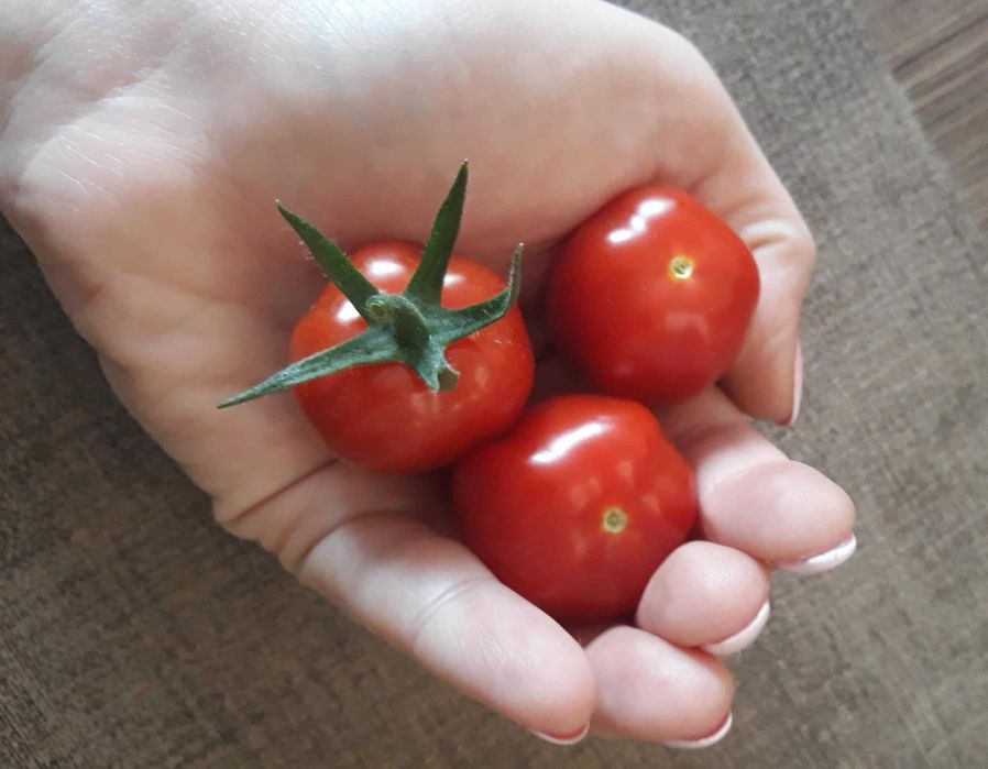 3x Sok pomidorowy 100% -  sok z pomidorów malinowych i czerwonych 3x3l