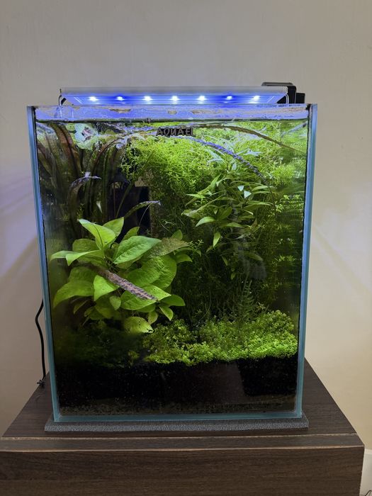 AQUAEL akwarium shrimp 30 (29X29X35)