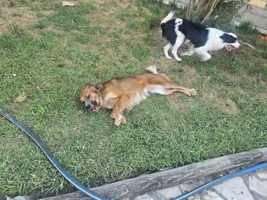 Cadeia para adopção