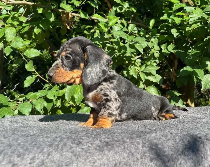 Teckel merle disponivel