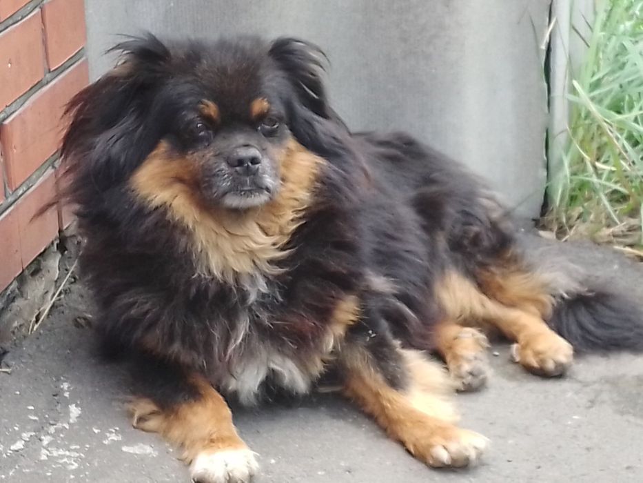 Животные фронтового Покровска хотят кушать...