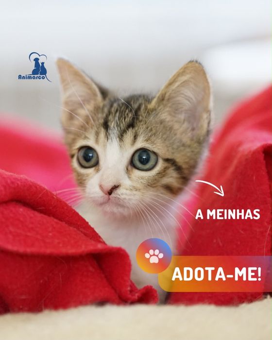ninhada de gatinhos
