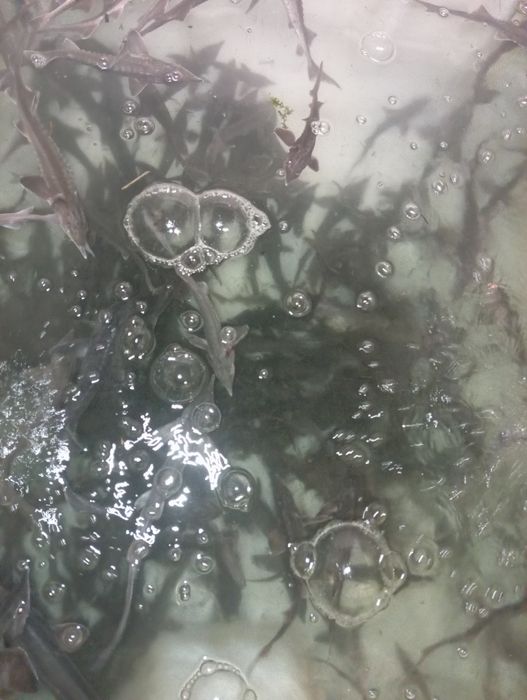 Jesiotr rosyjski.sterleti.kroczek