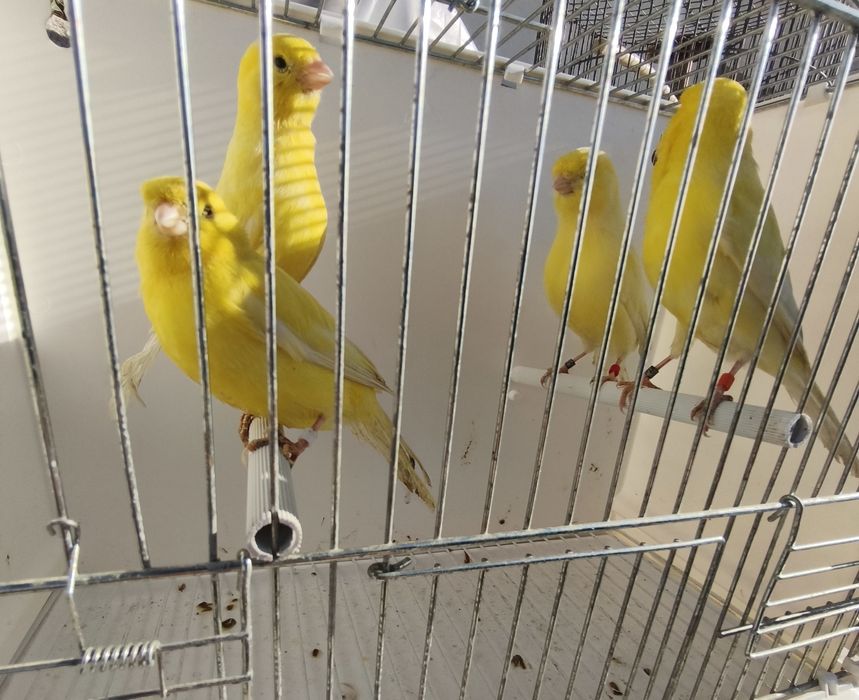 Vendo canários amarelos