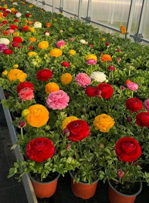 Ранункулюс лютики жовтець