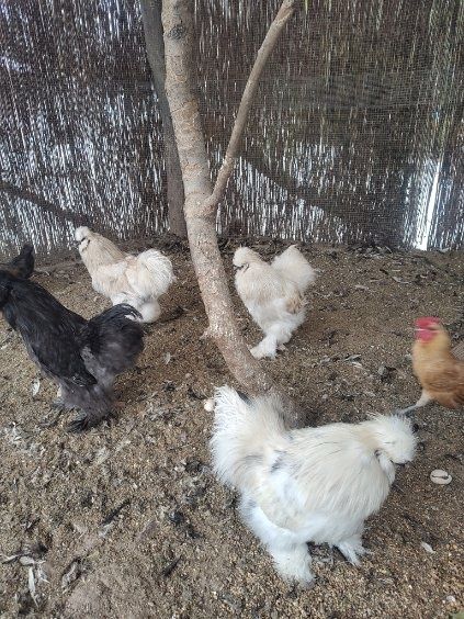 Koguty silki i sebrytka