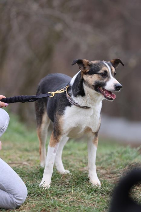 Do adopcji 3letni piesek