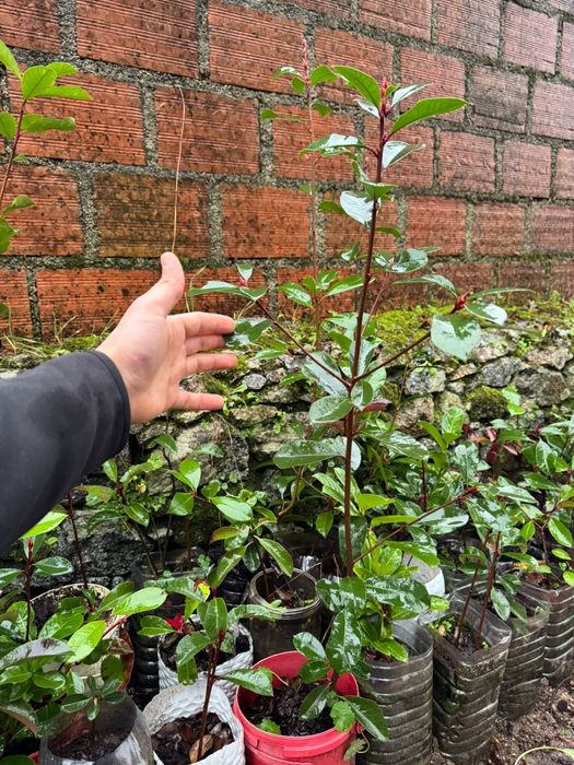 Photinias para sebes