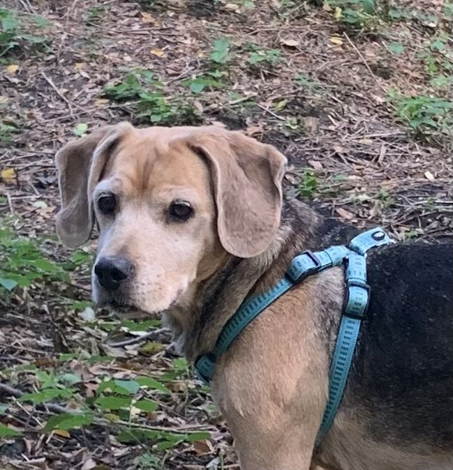 PILNIE potrzebny dom dla starszej, łagodnej suni a'la beagle