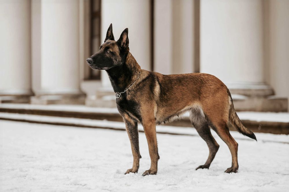 Owczarek Belgijski Malinois - FCI piesek 6 miesięcy