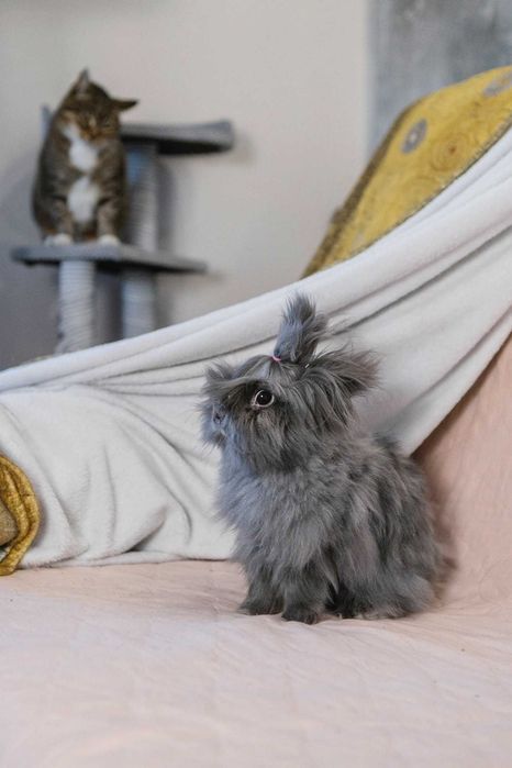 uroczy króliczek do adopcji sie poleca
